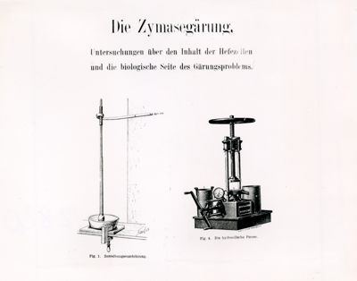 La fermentazione della zimasi