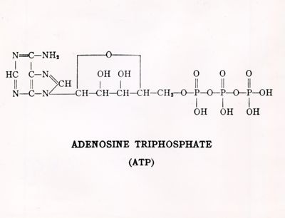 Formula chimica dell'Adenosina trifosfato (ATP)