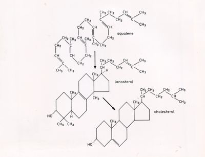 Formule di struttura di Squalene, Lanosterolo e Colesterolo