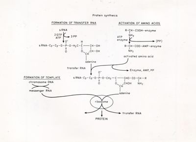 Schema sulla sintesi proteica