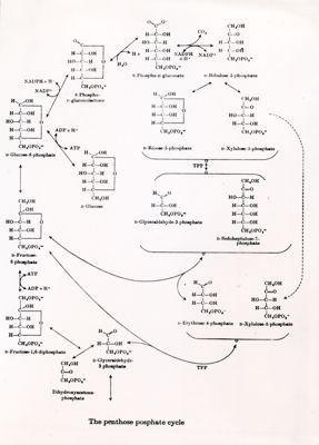 Ciclo del pentoso-fosfato