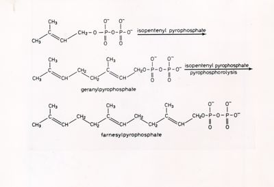 Formule di struttura riguardanti l'isopentenilfitofostato, il geranilpirofostato e il farnesilpirofostato