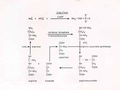 Ciclo dell'Urea