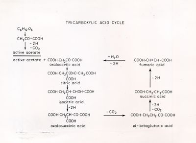 Ciclo degli Acidi Tricarbossilici