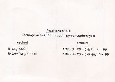 Reazioni di ATP - Attivazione degli Acidi Carbossilici mediante pirofosforilasi