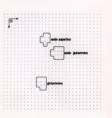 Acido aspartico, acido glutamico e glutamina