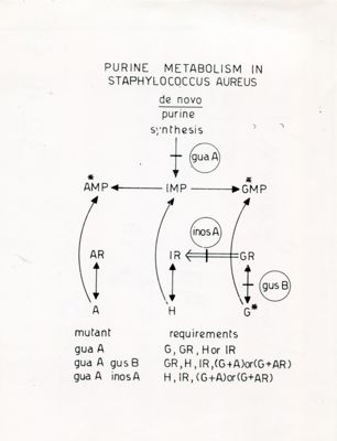 Metabolismo della purina nello stafilococco aureo