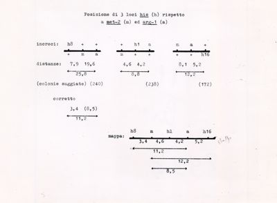 Posizione di 3 loci his (h) rispetto a met-2 (m) ed arg-1 (a)