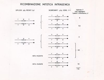 Ricombinazione mitotica intragenica