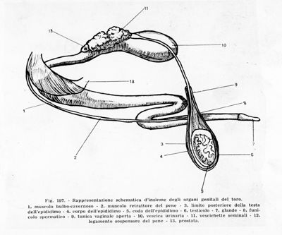 Rappresentazione schematica d'insieme degli organi genitali del toro