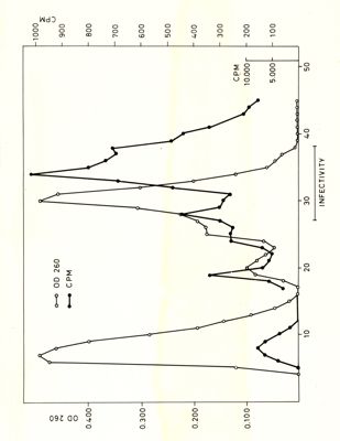 Grafici riguardanti studi su infettività di cellule