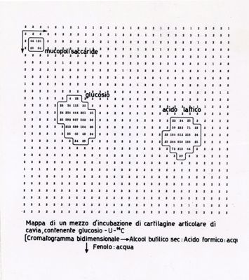 Mappa di un mezzo d'incubazione di cartilagine articolare di cavia, contenente glucosio