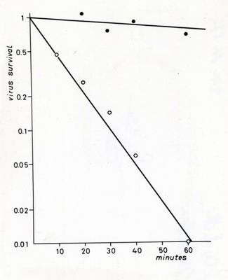 Studi microbiologici con grafici riguardanti la sopravvivenza dei virus nel tempo