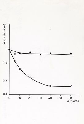 Grafici su studi microbiologici di virus