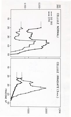 Grafici riguardanti studi microbiologici su cellule infette