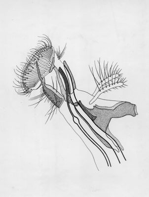 Schema di proboscide di una mosca domestica