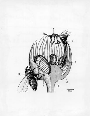 Diverse tipologie di parassiti
