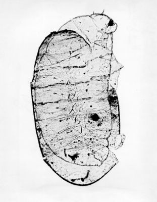 Larve di Myopites inulae con diverse caratteristiche