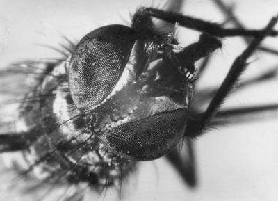 Capo di ginandramorfo di mosca domestica. Ginandromorfismo significa fenomeno per il quale un individuo manifesta contemporaneamente caratteristiche maschili in talune parti del corpo e femminili nelle parti rimanenti