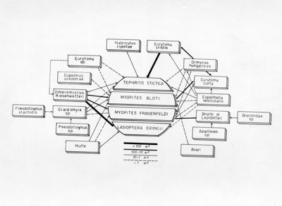 Schema di differenti tipologie di parassiti