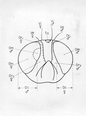 Capo di Ginandromorfi di Mosca domestica