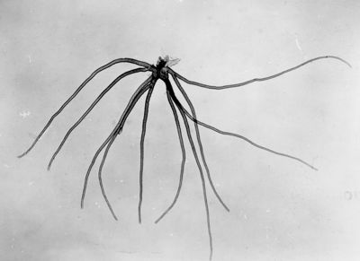 Branchie respiratorie di varie tipologie in una ninfa. L'insetto prende il nome di ninfa e in sostanza differisce pochissimo dall'adulto.