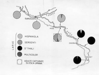 Esperienze sull'attività sessuale in una mosca domestica