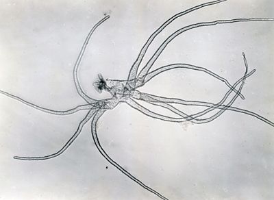 Filamenti bronchiali della ninfa di una specie di Simulide