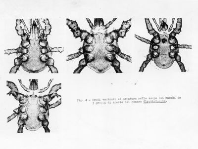 Acari predatori di mosche