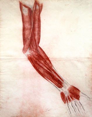 disegno Studio anatomico