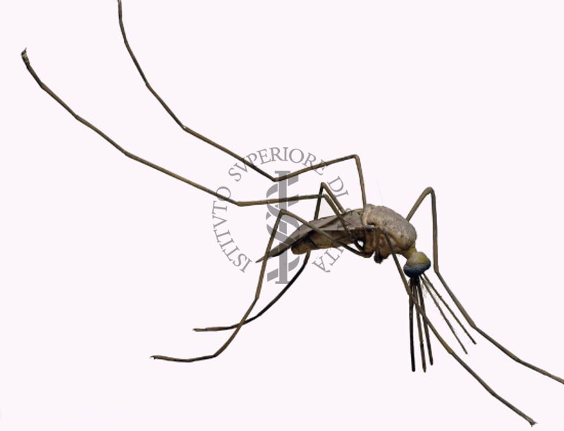 Modello di zanzara culex ripiens
