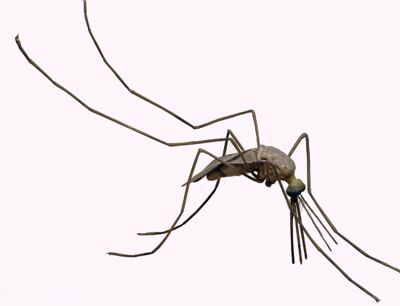 Modello di zanzara culex ripiens